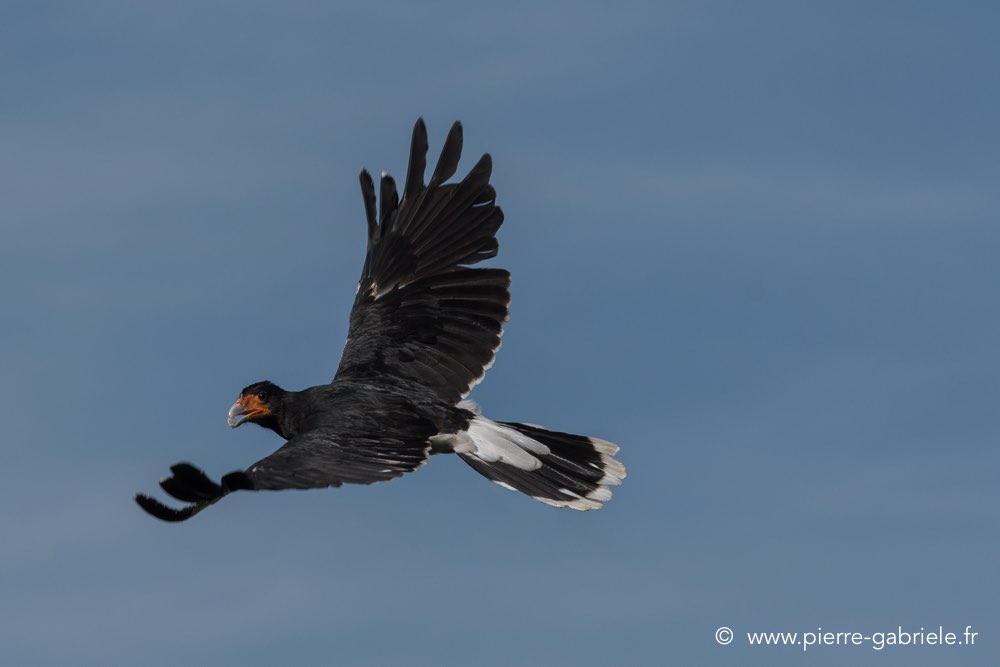 caracara-d500_8492.jpg