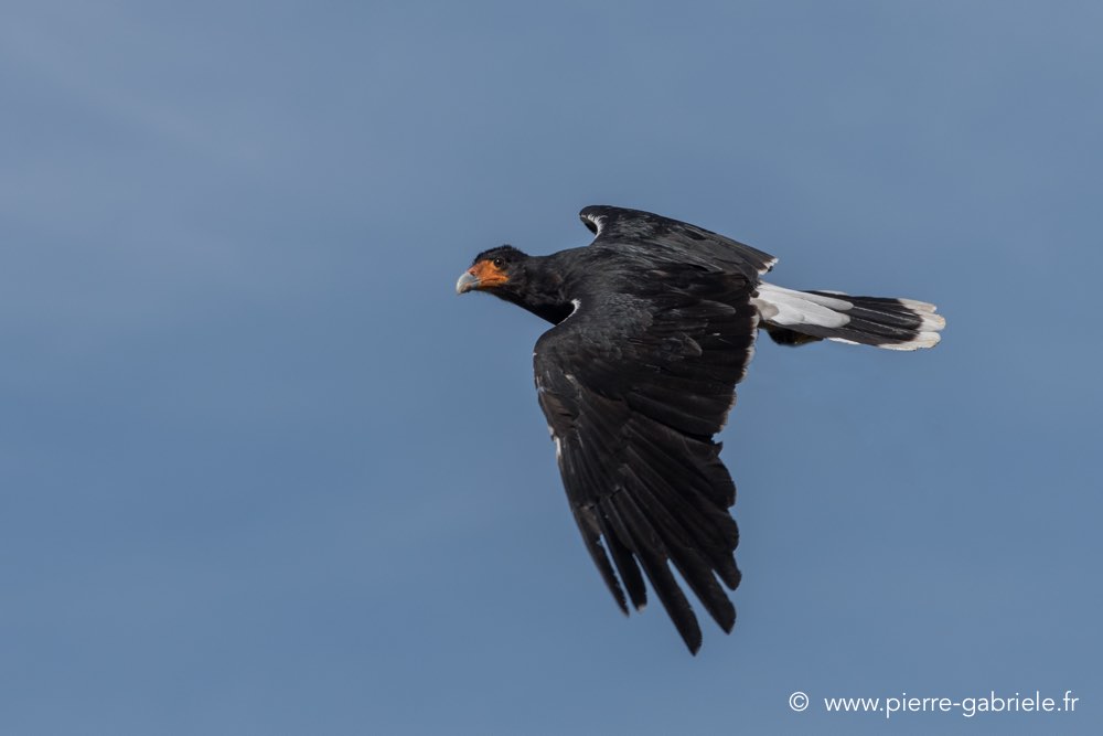 caracara-d500_8496.jpg