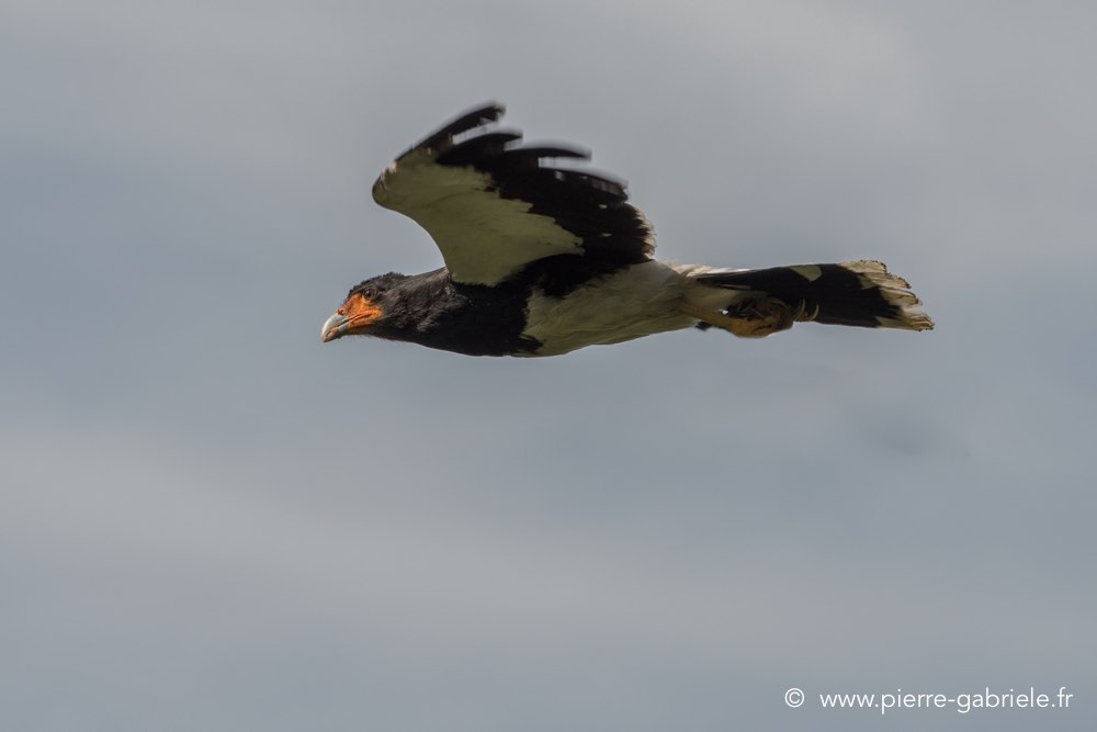 caracara-d500_8501.jpg