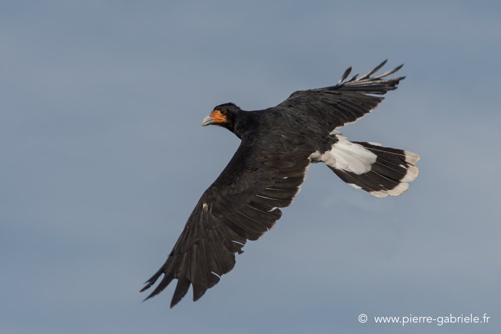 caracara-d500_8506.jpg