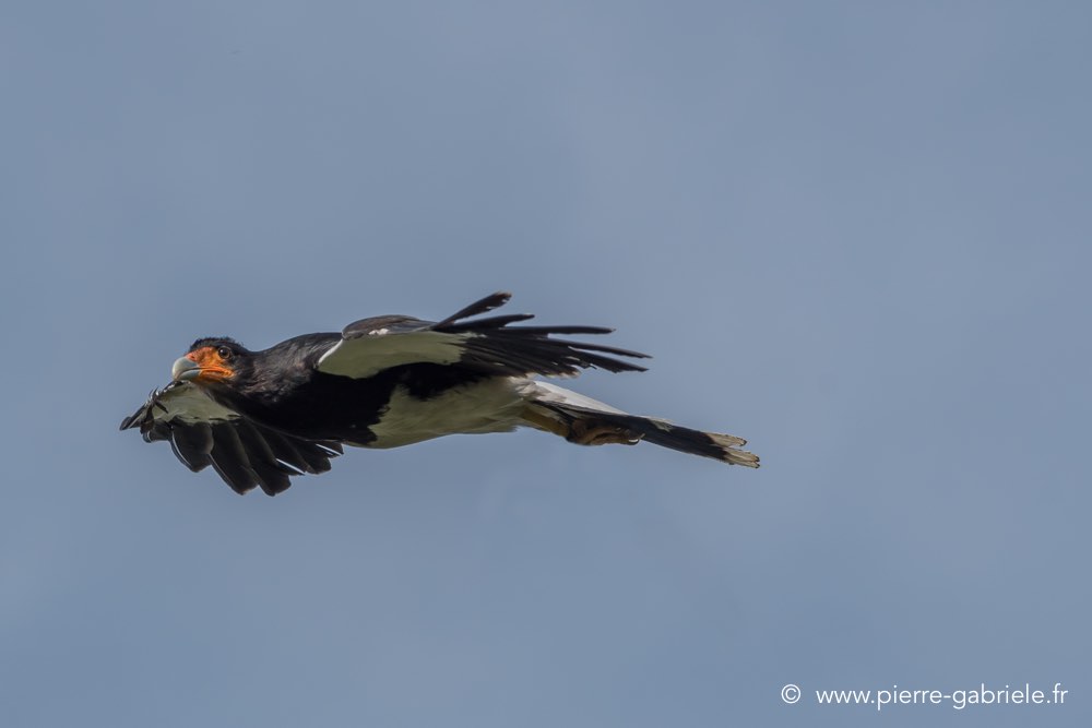 caracara-d500_8508.jpg
