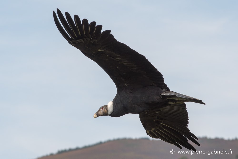condor-d500_8587.jpg