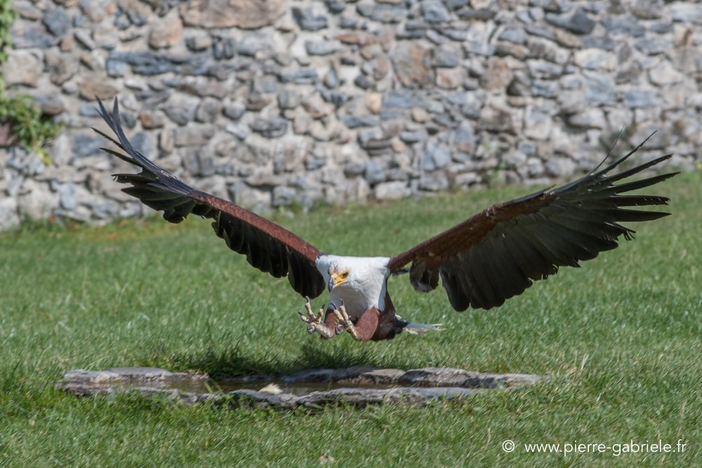 pygargue-d500_8424.jpg