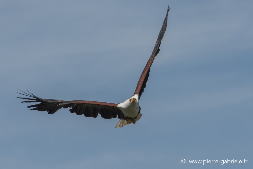 pygargue-d500_8429.jpg