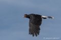 caracara-d500_8497