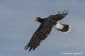 caracara-d500_8506