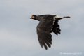 caracara-d500_8514