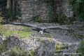 condor-d500_8577