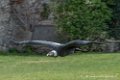 condor-d500_8582