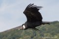 condor-d500_8586