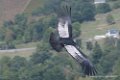 condor-d500_8588