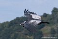 condor-d500_8591
