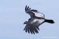 condor-d500_8592