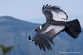 condor-d500_8593