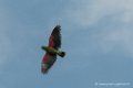 eclectus-d500_8615