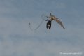 faucon-d500_8447