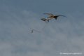 faucon-d500_8448
