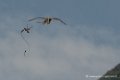 faucon-d500_8449