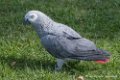 gris-du-gabon-d500_8608