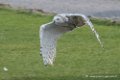 harfang-d500_8531