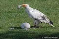 percnoptere-d500_8455