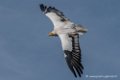 percnoptere-d500_8499