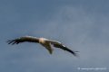 percnoptere-d500_8509