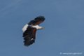 pygargue-d500_8431