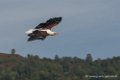 pygargue-d500_8432