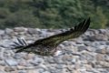 vautour-d500_8576