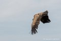 vautour-d500_8600