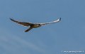 faucon-g93_5388