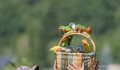 perruches-ga74_00285
