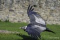 condor-ga74_00268