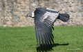 condor-ga74_00273