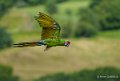 ara-militaire-a73_0293-Modifier