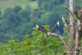 caracara-a73_0157-Modifier