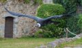 condor-a73_0240-topaz