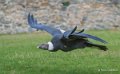 condor-a73_0241-topaz