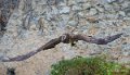 gypaete-a73_0225