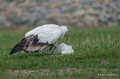 percnoptere-a73_0086