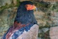 aigle-batteleur-a73_0034