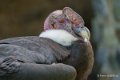 condor-a73_0033