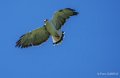 buse-tricolore-a74_07571