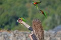 loriquet-a74_07683