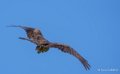 milan-a74_07545