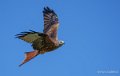 milan-a74_07552