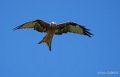 milan-royal-a74_07576