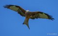 milan-royal-a74_07577