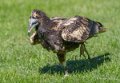 percnoptere-a74_07439